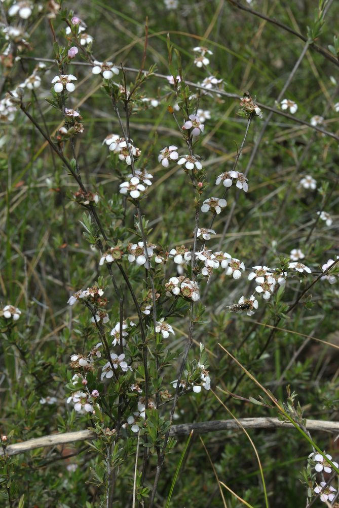 Myrtaceae Leptospermum multicaule