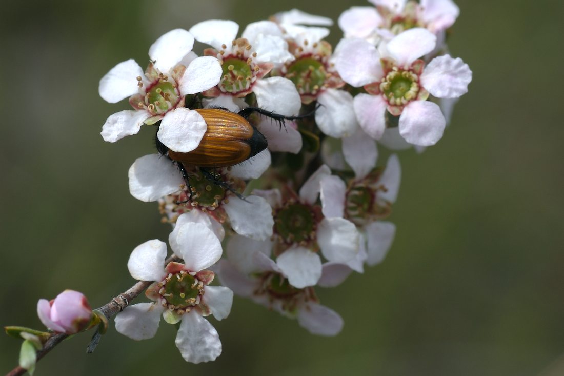 Myrtaceae Leptospermum multicaule