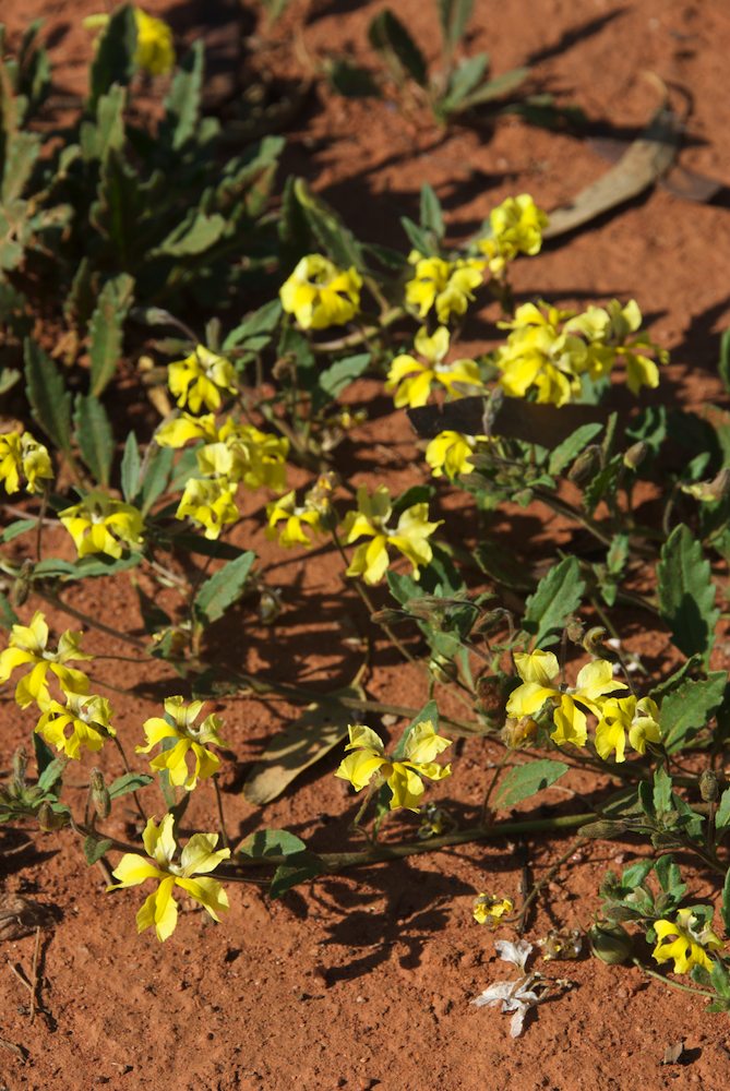 Goodeniaceae Goodenia cycloptera