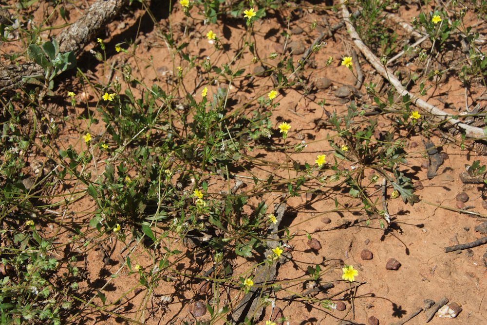 Goodeniaceae Goodenia pusilliflora