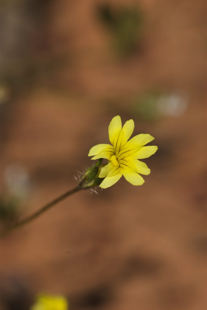 Goodeniaceae Goodenia pusilliflora