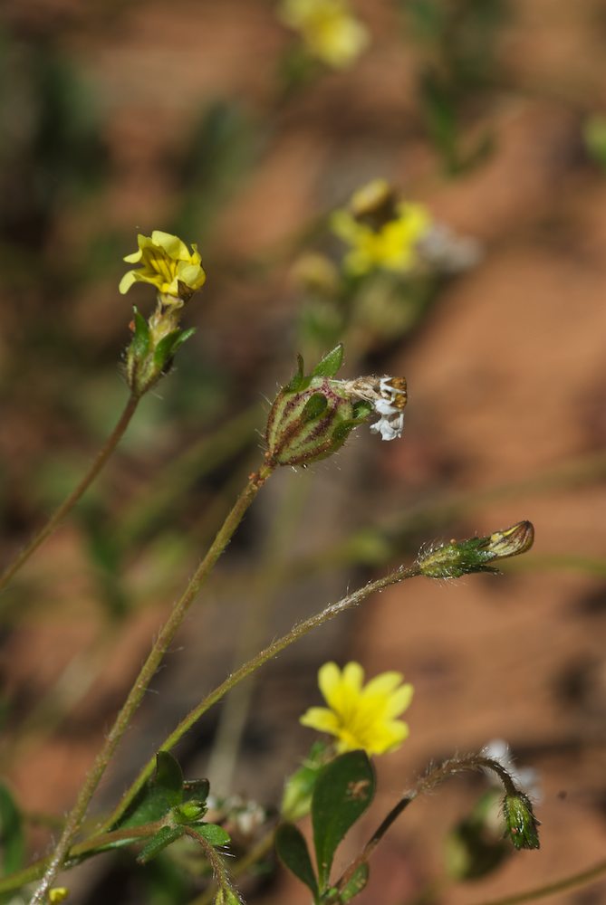Goodeniaceae Goodenia pusilliflora