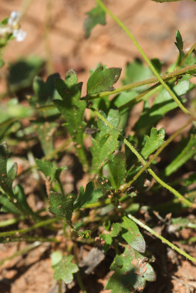Goodeniaceae Goodenia pusilliflora