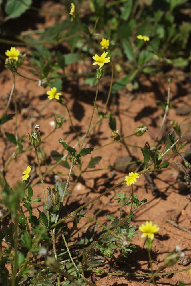 Goodeniaceae Goodenia pusilliflora