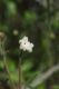 image of Trachymene ornata