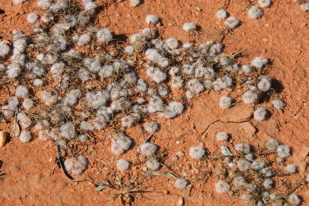 Asteraceae Myriocephalus rhizocephalus