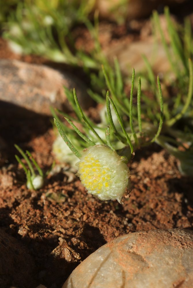 Asteraceae Myriocephalus rhizocephalus