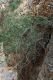 image of Pandorea pandorana
