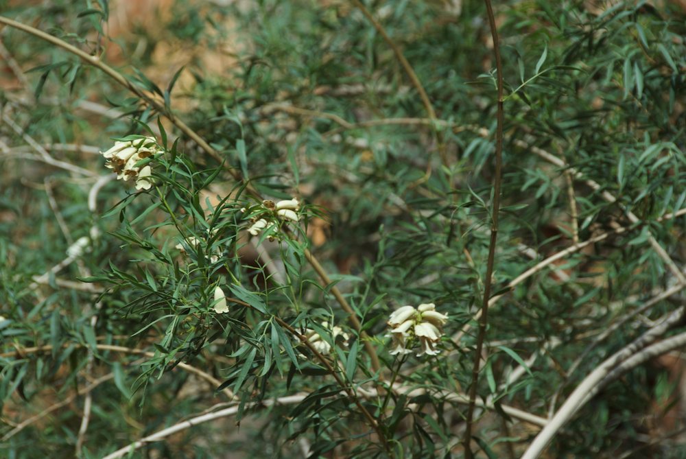 Bignoniaceae Pandorea pandorana