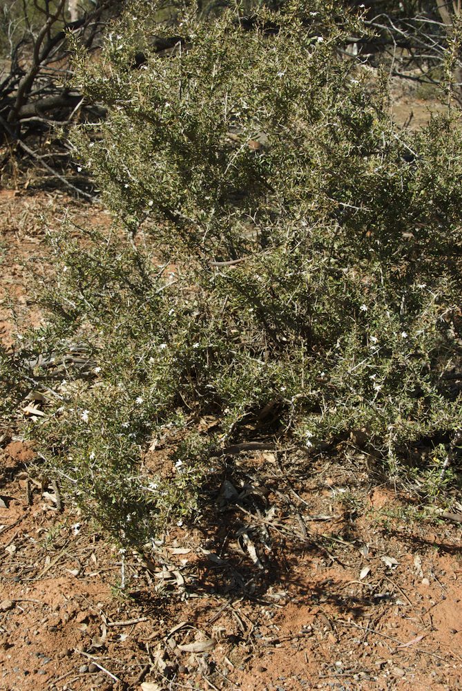 Goodeniaceae Scaevola spinescens