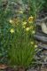 image of Bulbine semibarbata