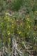 image of Bulbine semibarbata