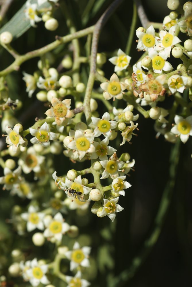 Rutaceae Geijera parviflora