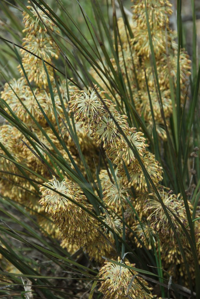 Asparagaceae Lomandra multiflora