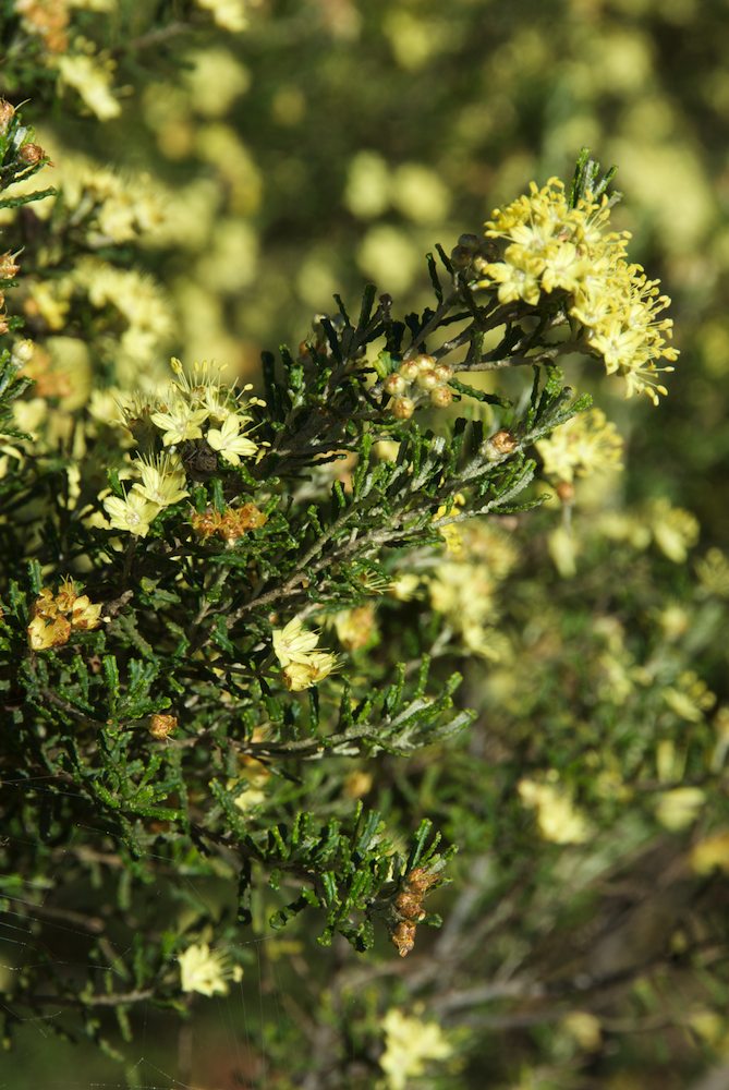 Rutaceae Phebalium obcordatum