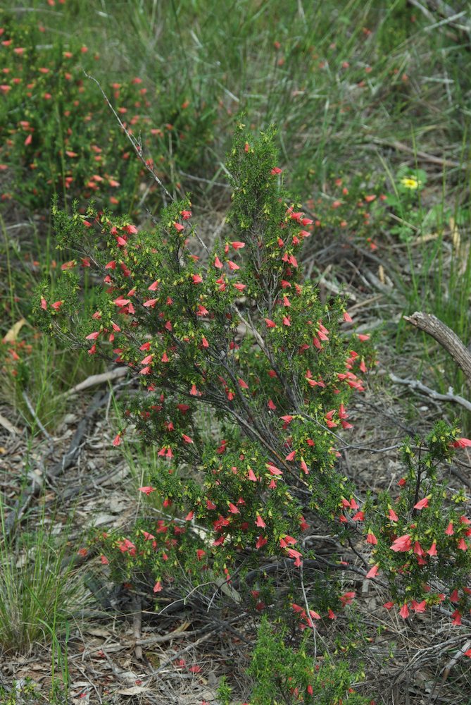 Lamiaceae Prostanthera aspalathoides