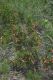 image of Prostanthera aspalathoides