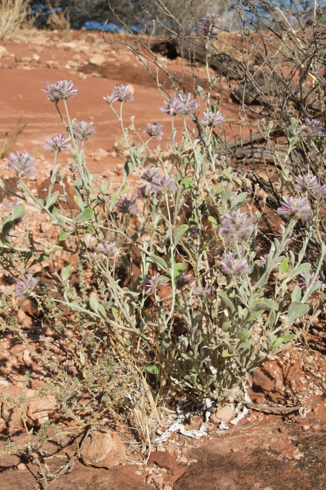 Amaranthaceae Ptilotus sessilifolius