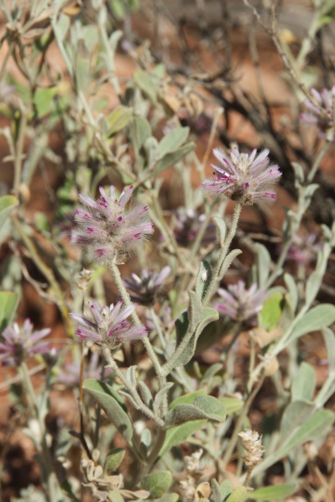Amaranthaceae Ptilotus sessilifolius