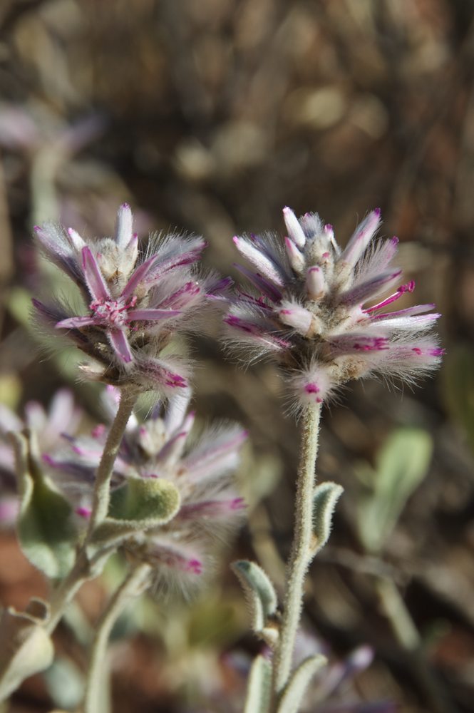 Amaranthaceae Ptilotus sessilifolius