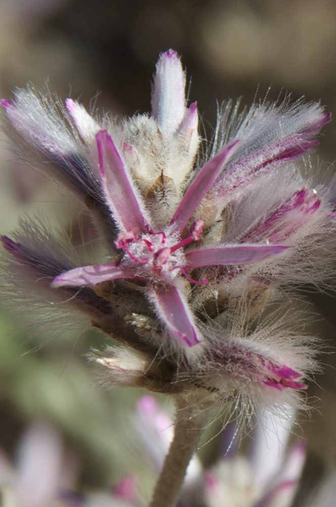 Amaranthaceae Ptilotus sessilifolius