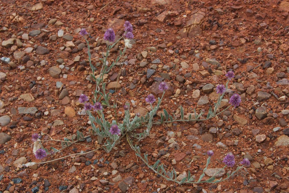 Amaranthaceae Ptilotus helipteroides