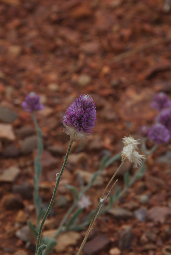 Amaranthaceae Ptilotus helipteroides