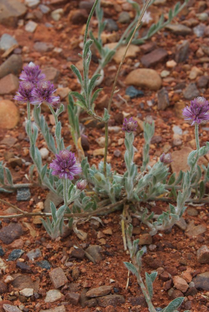 Amaranthaceae Ptilotus helipteroides