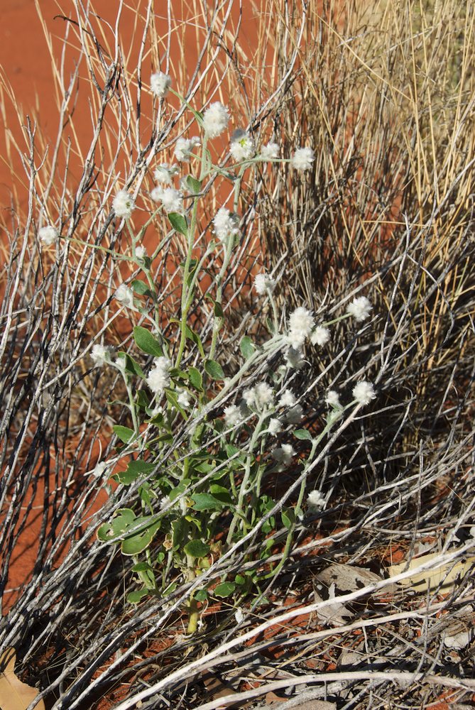Amaranthaceae Ptilotus latifolius