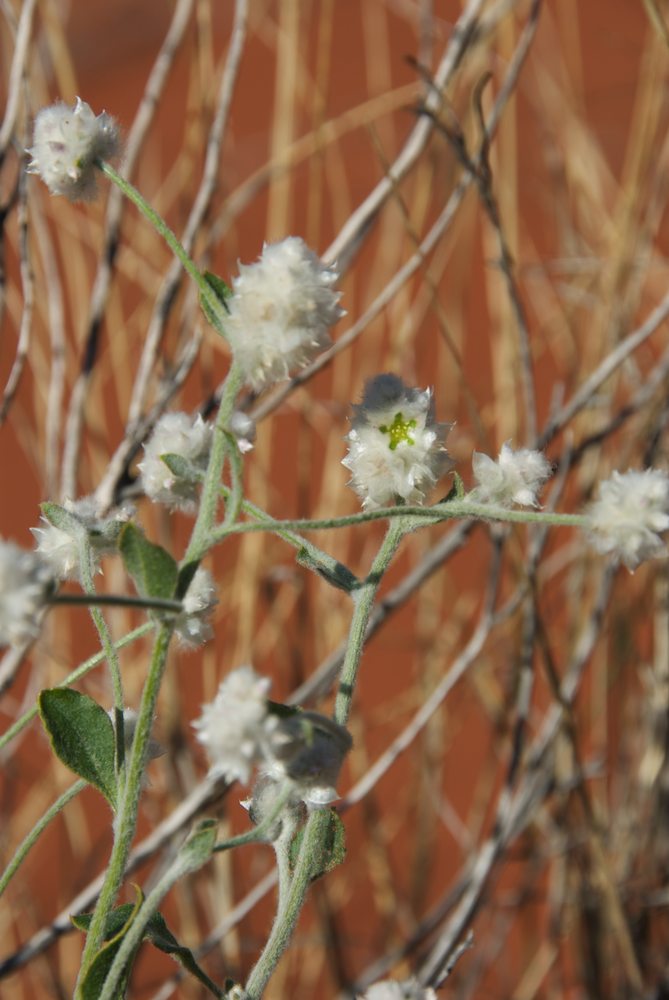 Amaranthaceae Ptilotus latifolius