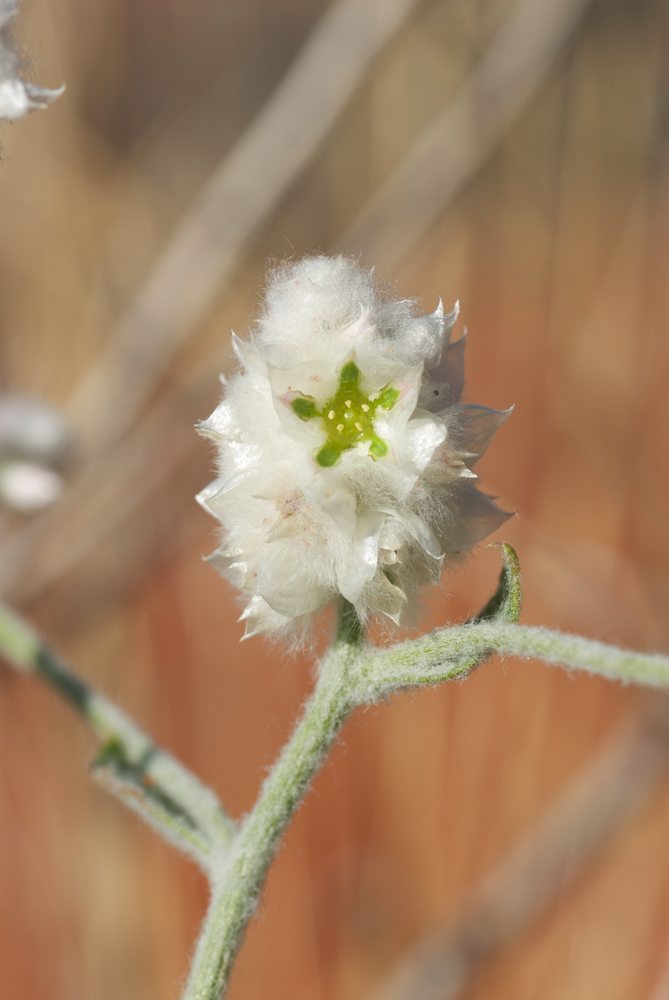 Amaranthaceae Ptilotus latifolius