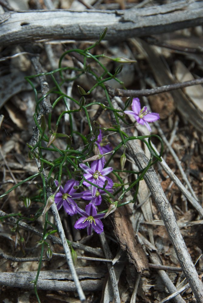 Asparagaceae Thysanotus patersonii