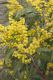image of Acacia pycnantha