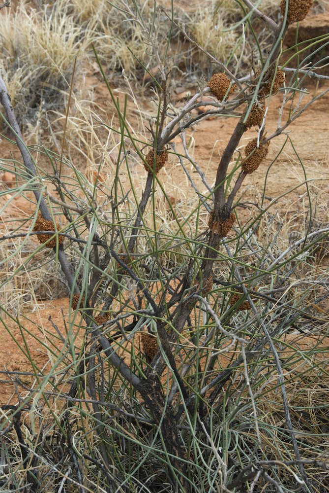 Proteaceae Hakea lorea