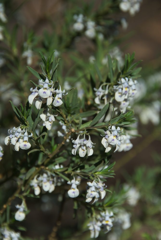 Violaceae Hybanthus floribundus