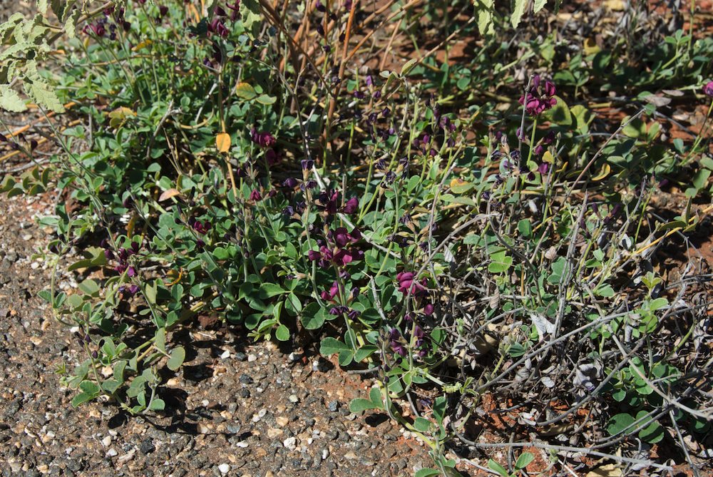 Fabaceae Kennedia preorepens