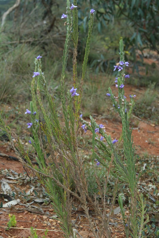 Lamiaceae Chloanthes parviflora