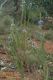image of Chloanthes parviflora