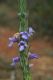 image of Chloanthes parviflora