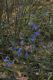 image of Dampiera stricta
