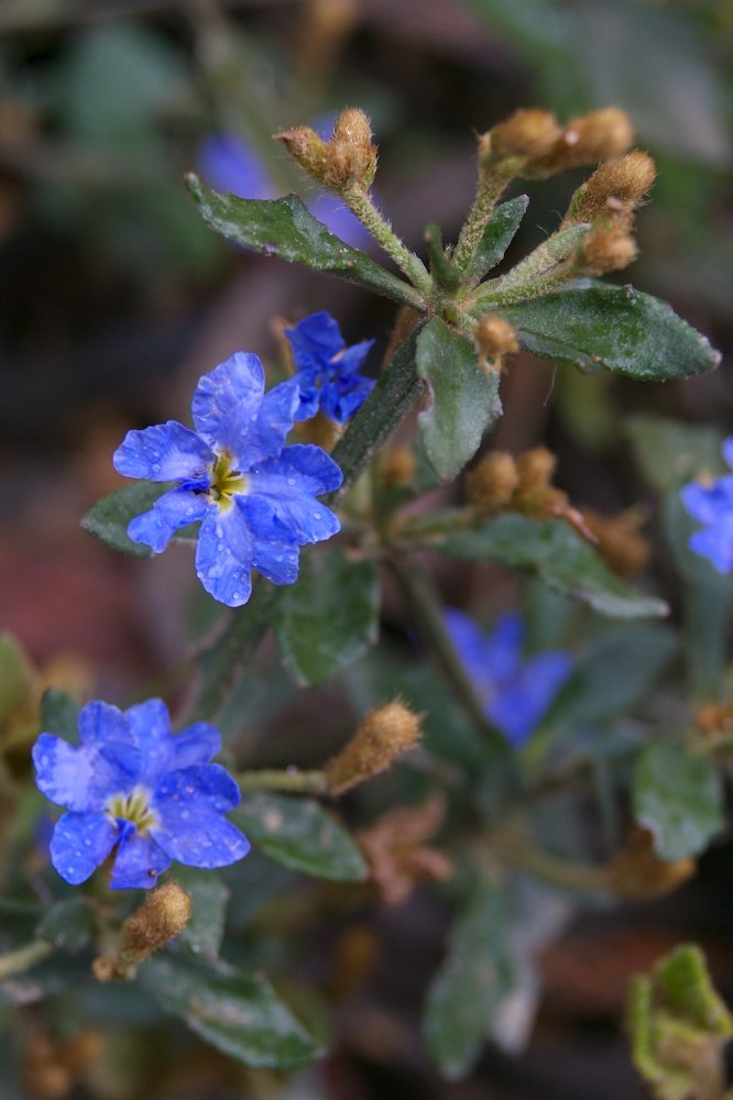Goodeniaceae Dampiera stricta