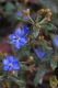 image of Dampiera stricta