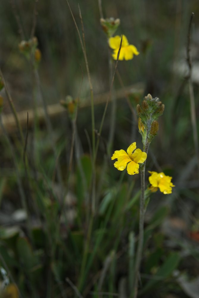 Goodeniaceae Goodenia bellidifolia