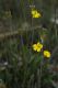 image of Goodenia bellidifolia