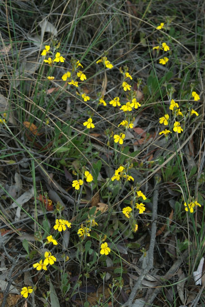 Goodeniaceae Goodenia bellidifolia