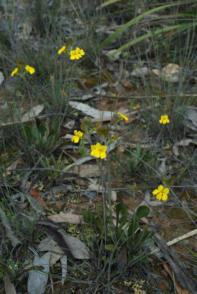 Goodeniaceae Goodenia bellidifolia