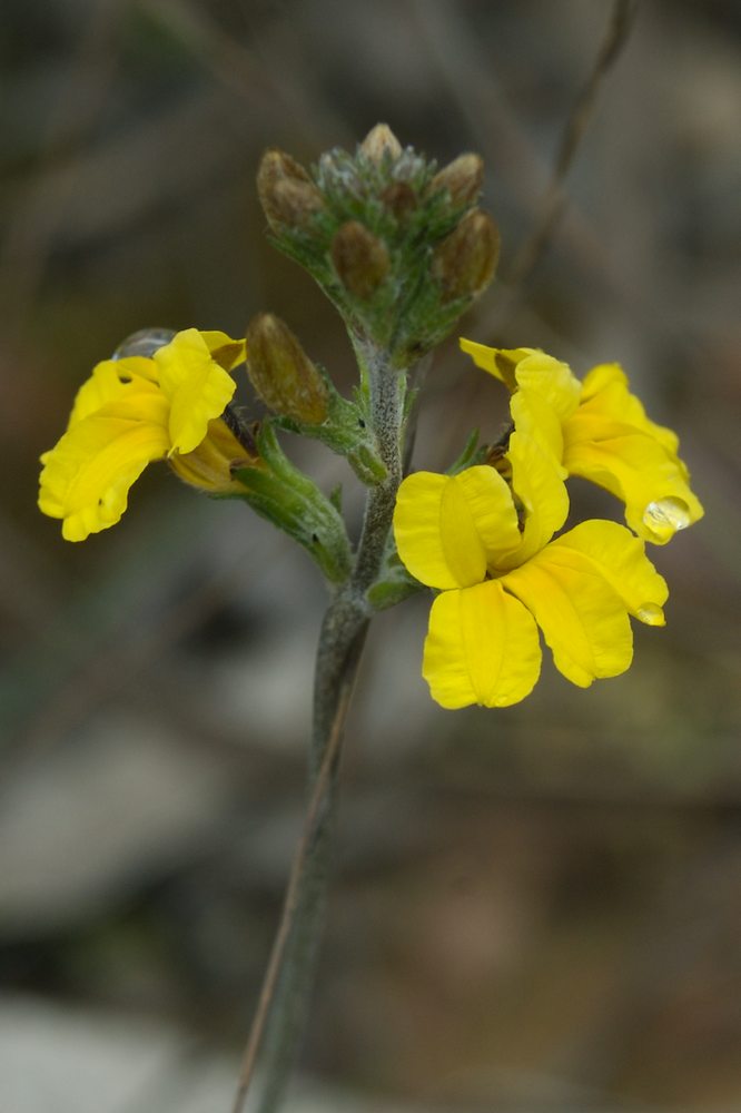 Goodeniaceae Goodenia bellidifolia