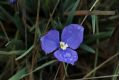 image of Patersonia sericea