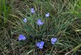 image of Patersonia sericea