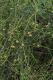 image of Cassytha pubescens